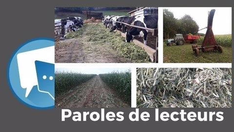 Comme Matthieu Opsomer, les lecteurs de Web-agri ne manquent pas d'idées pour tester de nouvelles cultures fourragères. (©Matthieu Opsomer // Création Terre-net Média) Comme Matthieu Opsomer, les lecteurs de Web-agri ne manquent pas d'idées pour tester de nouvelles cultures fourragères. (©Matthieu Opsomer // Création Terre-net Média)