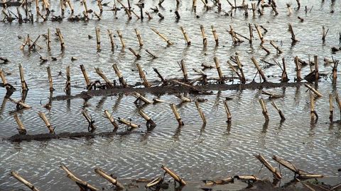 Certes 32 % du maïs français est récolté, contre 16 % en moyenne quinquennale, mais la pluie qui risque de perdurer permettra-t-elle de moissonner les 70 % restants ? (©Pixabay)