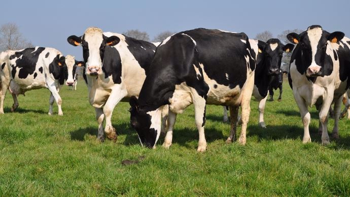 France OP Lait fédère 20 organisations de producteurs. 
