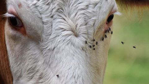 Les mouches perturbent le comportement des animaux mais peuvent aussi causer des soucis sanitaires et une baisse de production des vaches. (©Pixabay) Les mouches perturbent le comportement des animaux mais peuvent aussi causer des soucis sanitaires et une baisse de production des vaches. (©Pixabay)
