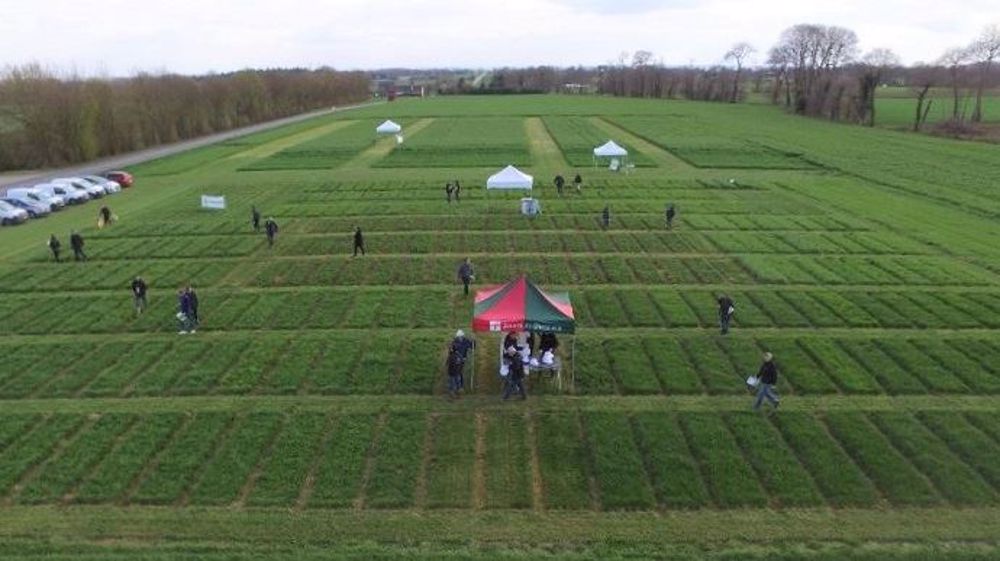 Avec comme objectif d'améliorer la productivité et la résilience des fourragères lors de stress thermiques, Jouffray-Drillaud a créé M-les mélanges qui comptent plusieurs variétés au sein d'une même espèce. (©Jouffray Drillaud)