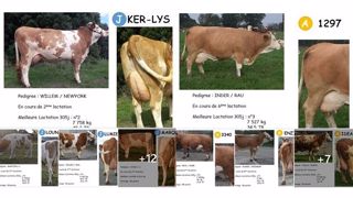Vous avez jusqu'au 30/10 pour élire la championne Simmental de l'Ouest Vous avez jusqu'au 30/10 pour élire la championne Simmental de l'Ouest