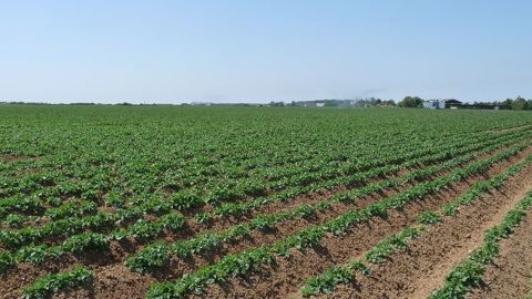 Pour réduire l'utilisation des produits phytos, les chercheurs de la FN3PT et de l'UMT IGEPP misent sur la combinaison de différents leviers techniques et sur la mobilisation de l'ensemble des acteurs de la filière. (©Terre-net Média)