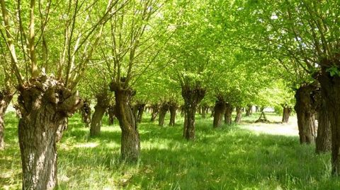Les champs de trognes de muriers permettent d’assurer une production fourragère conséquente. (©Philippe Van Lerberghe - IDF) Les champs de trognes de muriers permettent d’assurer une production fourragère conséquente. (©Philippe Van Lerberghe - IDF)