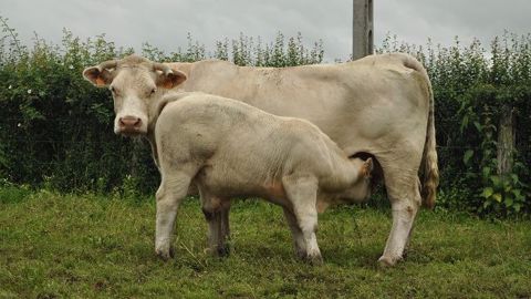 Plusieurs études montrent que les élevages allaitants en vêlages groupés s'avèrent plus résilients et performants. À chacun ensuite de choisir la période la mieux adaptée au système. (©Terre-net Média) Plusieurs études montrent que les élevages allaitants en vêlages groupés s'avèrent plus résilients et performants. À chacun ensuite de choisir la période la mieux adaptée au système. (©Terre-net Média)