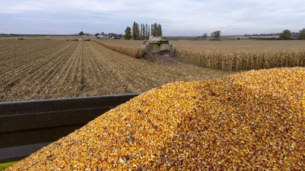 Selon l'observatoire Céré'Obs de FranceAgriMer, 88 % des parcelles de maïs grain étaient récoltées au 26 octobre 2020 (60 % à la même date, l'année passée). (©Terre-net Média)
