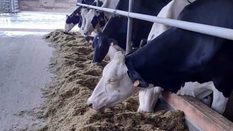 La ration mélangée, humide et hachée sous la méthode compact feeding ne permet plus aux vaches de trier. (©BTPL) La ration mélangée, humide et hachée sous la méthode compact feeding ne permet plus aux vaches de trier. (©BTPL)