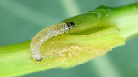 La méthode Berlèse peut être utilisée de façon assez rapide et permet sans effort de détecter et dénombrer toutes les larves de grosses altises. (©Laurent Jung/Terres Inovia)