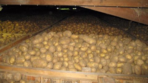 Retrouvez les points forts et faibles des différents produits commercialisés pour maîtriser la germination des pommes de terre de conservation. (©Arvalis-Institut du végétal)