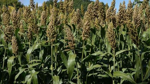 Parmi les sorghos fourragers, il faut différencier les multi-coupes (pour le pâturage ou l'affouragement) des mono-coupes (plutôt destinés à l'ensilage). (©Terre-net Média) Parmi les sorghos fourragers, il faut différencier les multi-coupes (pour le pâturage ou l'affouragement) des mono-coupes (plutôt destinés à l'ensilage). (©Terre-net Média)