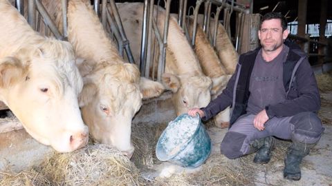 Les vaches en finition consomment 6 kg de farine de céréales par jour les deux derniers mois. (©Terre-net Média) Les vaches en finition consomment 6 kg de farine de céréales par jour les deux derniers mois. (©Terre-net Média)