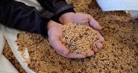 Mélange céréalier (triticale, pois fourrager et gesse, avoine)