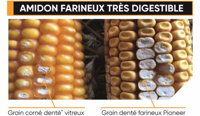 Amidon farineux très digestible