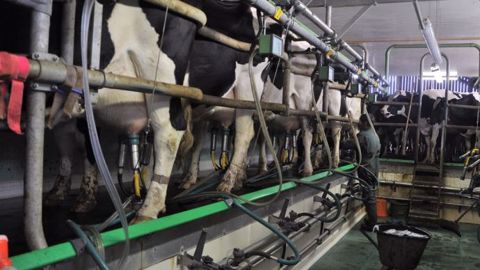 Acheter du matériel de traite d'occasion peut permettre d'agrandir ou d'améliorer le confort à la traite à moindres frais. Attention cependant à bien prendre en compte tous les frais liés au matériel d'occasion ! (©Terre-net Média) Acheter du matériel de traite d'occasion peut permettre d'agrandir ou d'améliorer le confort à la traite à moindres frais. Attention cependant à bien prendre en compte tous les frais liés au matériel d'occasion ! (©Terre-net Média)