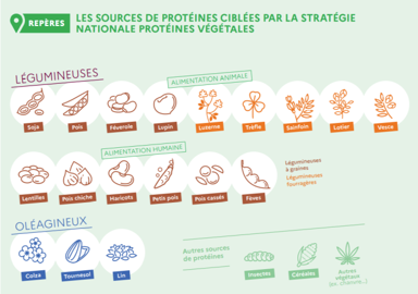 Les protéines concernées par la stratégie nationale pour les protéines végétales