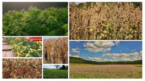 Vous avez testé d'autres cultures atypiques sur votre exploitation ? N'hésitez pas à laisser un commentaire sur le sujet. (©Création Terre-net Média, Pixabay, Quinoa d'Anjou) Vous avez testé d'autres cultures atypiques sur votre exploitation ? N'hésitez pas à laisser un commentaire sur le sujet. (©Création Terre-net Média, Pixabay, Quinoa d'Anjou)