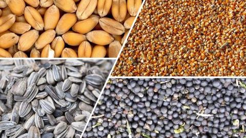 Avec le Market Live de Terre-net, questionnez et échangez avec un expert des marchés sur l'actualité des tendances de prix de vos grains. (©Terre-net Média)