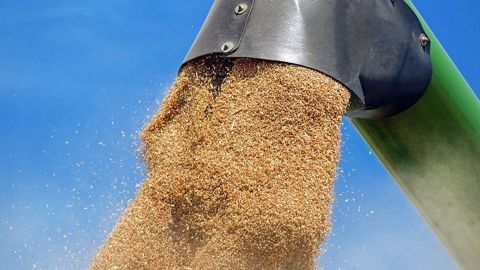 Il faut dire, qu'en France tout du moins, les surfaces de blé augmenteraient de 500 kha. (©Pixabay)