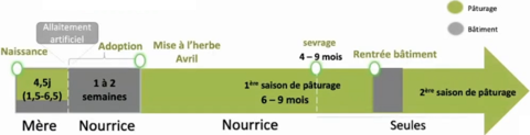 Conduite des veaux élevés avec leur nourrice.