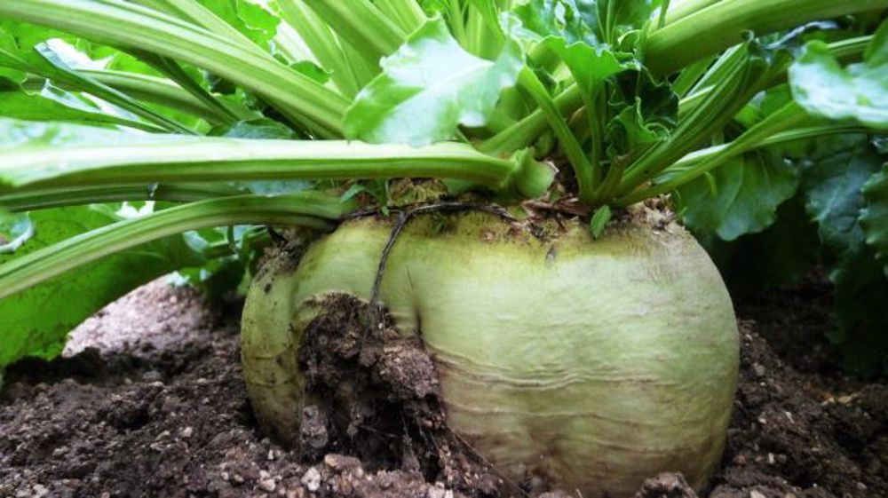 La récolte de betteraves à sucre a chuté de 30 % en France en 2020. (©Terre-net Média)