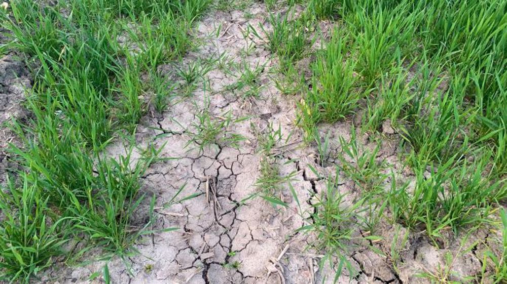 Les conditions météo particulièrement sèches en Russie pourraient pénaliser le développement du blé. (©Terre-net Média)