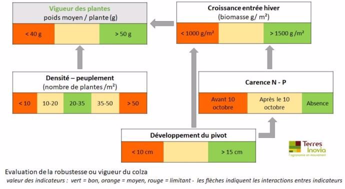 Evaluation robustesse du colza