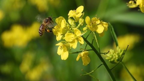 Resterait le traitement possible avec des produits portant la mention "abeilles" à des horaires où leur présence est limitée. (©Pixabay)