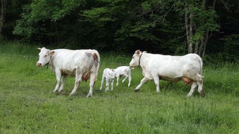 Si la crise sanitaire affecte les échanges, les confinements ont soutenu les cours de la viande bovine française, indique l'Idele. (©Terre-net Média) Si la crise sanitaire affecte les échanges, les confinements ont soutenu les cours de la viande bovine française, indique l'Idele. (©Terre-net Média)