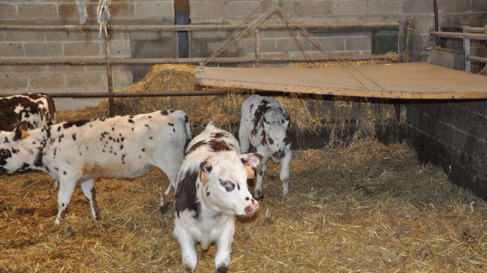 Fabrication d'un éleveur : un petit toit plus bas pour permettre aux veaux de s'y réfugier par temps froid. (©Terre-net Média)