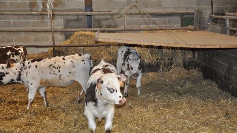 Fabrication d'un éleveur : un petit toit plus bas pour permettre aux veaux de s'y réfugier par temps froid. (©Terre-net Média) Fabrication d'un éleveur : un petit toit plus bas pour permettre aux veaux de s'y réfugier par temps froid. (©Terre-net Média)