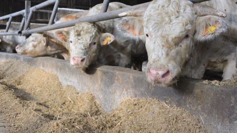 Les prix de l'alimentation animale vont augmenter, prévient le Snia (©Terre-net Média) Les prix de l'alimentation animale vont augmenter, prévient le Snia (©Terre-net Média)