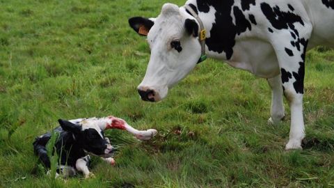 La fertilité est la clé de réussite des vêlages groupés. Il faudra être vigilant sur ce critère et réformer les animaux ne venant pas en chaleur pour ne pas décaler les cycles. (©CC) La fertilité est la clé de réussite des vêlages groupés. Il faudra être vigilant sur ce critère et réformer les animaux ne venant pas en chaleur pour ne pas décaler les cycles. (©CC)