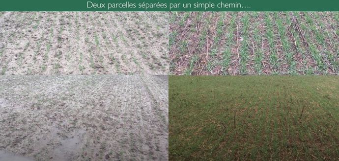 Comparaison parcelle en conventionnel et parcelle en ACS