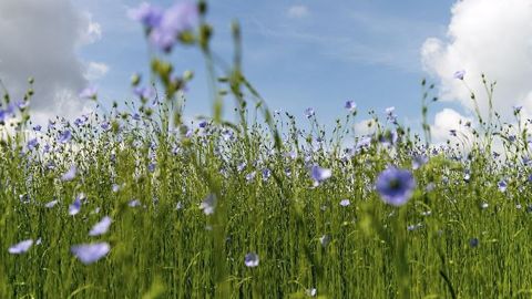 Téléchargez les résultats d'essais variétés de lin fibre 2020. (©AGPL)<br /> Téléchargez les résultats d'essais variétés de lin fibre 2020. (©AGPL)<br />