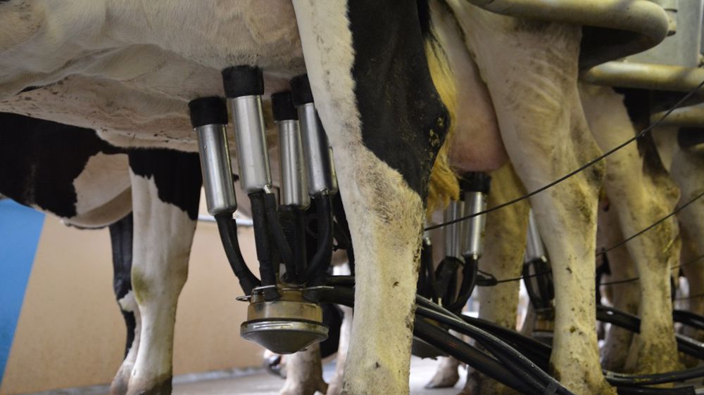 Le vaccin contre les mammites ne doit venir qu'en fin de stratégie de lutte. Il faut auparavant veiller à l'hygiène de traite et de logement. (©Terre-net Média)