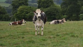 Le financement participatif, par exemple, porte sur de petits montants par rapport aux besoins financiers d'une exploitation agricole, laitière notamment. (©Terre-net Média) Le financement participatif, par exemple, porte sur de petits montants par rapport aux besoins financiers d'une exploitation agricole, laitière notamment. (©Terre-net Média)