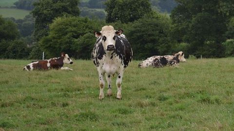 Le financement participatif, par exemple, porte sur de petits montants par rapport aux besoins financiers d'une exploitation agricole, laitière notamment. (©Terre-net Média) Le financement participatif, par exemple, porte sur de petits montants par rapport aux besoins financiers d'une exploitation agricole, laitière notamment. (©Terre-net Média)