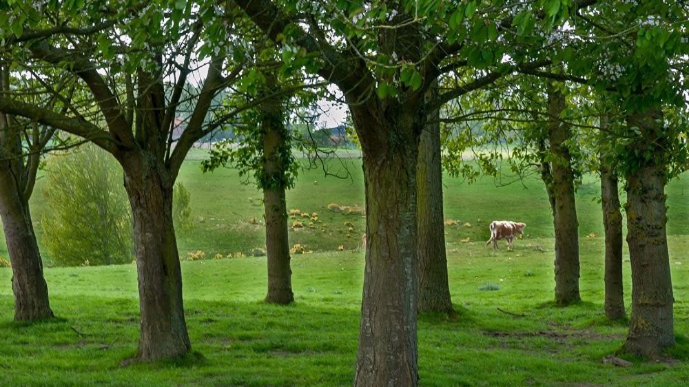 Y-a-t-il concurrence entre arbre et pousse de l'herbe ?  (©Pixabay)