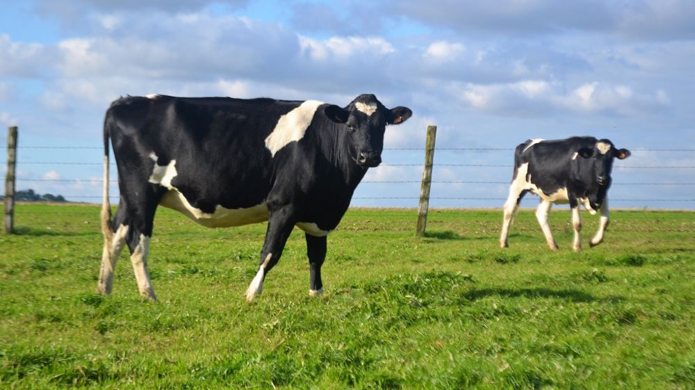 La bonne gestion des strongles digestifs passe par une conduite adaptée, combinant pâturage tournant, des lots d’âges homogènes et des traitements raisonnés. (©Terre-net Média)