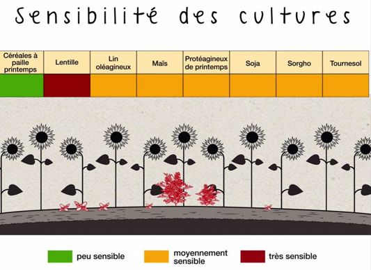 Sensibilité des cultures à l'ambroisie