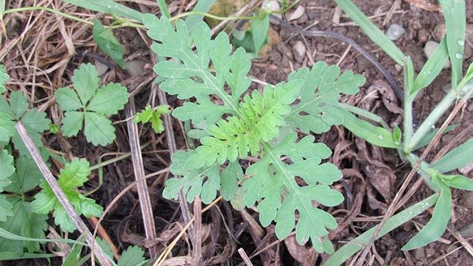 Plantule d'ambroisie à feuilles d'armoise