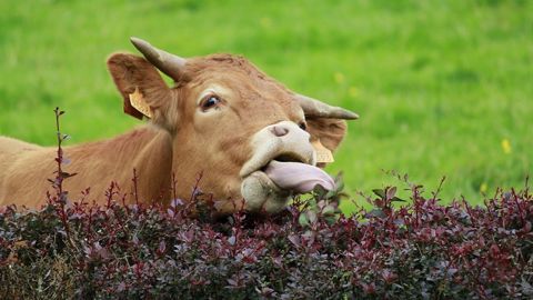 Les oligo-éléments chez les bovins : pourquoi et en quelle quantité ? Les oligo-éléments chez les bovins : pourquoi et en quelle quantité ?
