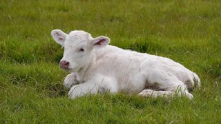 Pour les vétérinaires, l'idéal pour limiter la douleur à l'écornage est de combiner sédation, anesthésie et anti-inflammatoire. (©CC) Pour les vétérinaires, l'idéal pour limiter la douleur à l'écornage est de combiner sédation, anesthésie et anti-inflammatoire. (©CC)