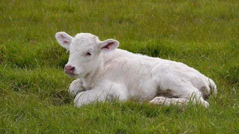 Pour les vétérinaires, l'idéal pour limiter la douleur à l'écornage est de combiner sédation, anesthésie et anti-inflammatoire. (©CC) Pour les vétérinaires, l'idéal pour limiter la douleur à l'écornage est de combiner sédation, anesthésie et anti-inflammatoire. (©CC)