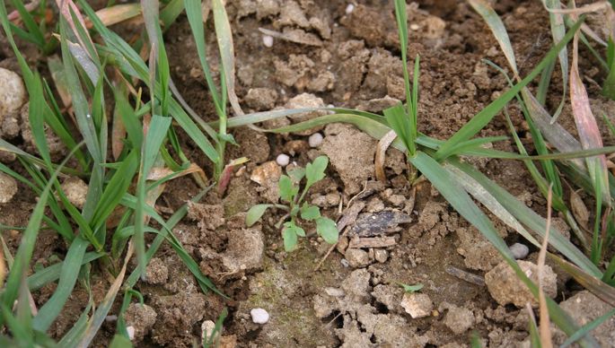 Engrais sur le sol