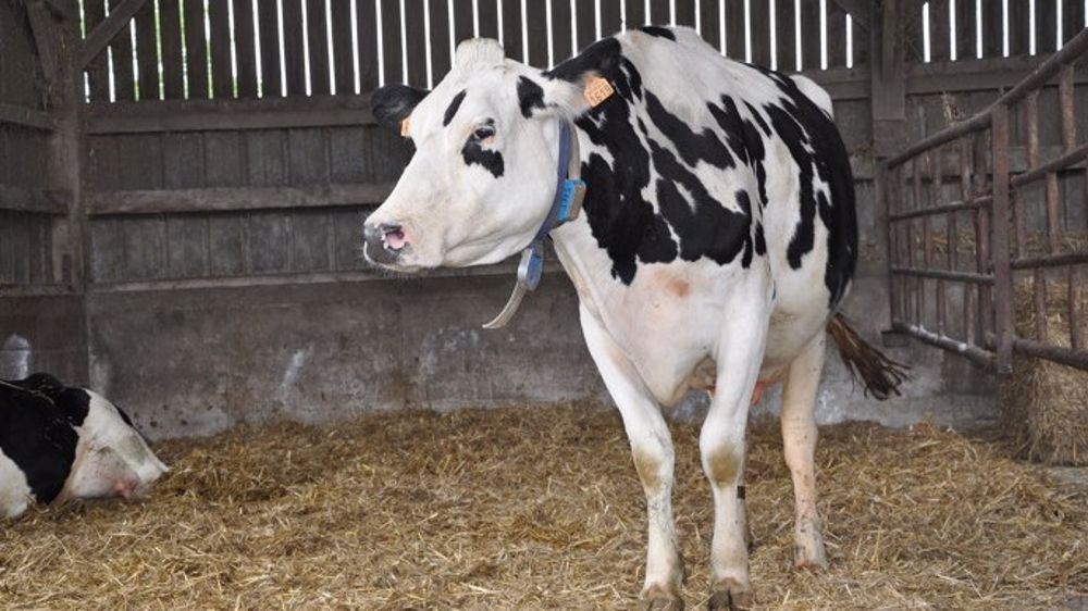 « En ostéopathie animale, on superpose plusieurs techniques. » (©Terre-net Média) « En ostéopathie animale, on superpose plusieurs techniques. » (©Terre-net Média)