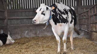 « En ostéopathie animale, on superpose plusieurs techniques. » (©Terre-net Média) « En ostéopathie animale, on superpose plusieurs techniques. » (©Terre-net Média)