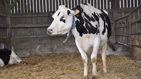 « En ostéopathie animale, on superpose plusieurs techniques. » (©Terre-net Média) « En ostéopathie animale, on superpose plusieurs techniques. » (©Terre-net Média)