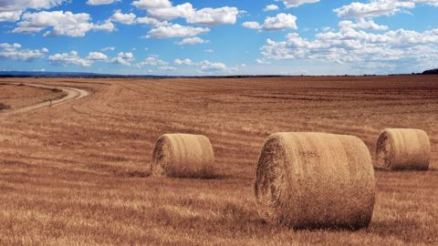 Les chiffres de l'agriculture (©Michal Jarmoluk de Pixabay) Les chiffres de l'agriculture (©Michal Jarmoluk de Pixabay)