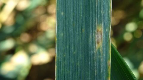 BASF veut aider les agriculteurs à « optimiser leur production agricole ». (©@bubu1664/<a href="https://franceagritwittos.com/index.php/banque-image/" title="Banque d'images FranceAgriTwittos" target="_blank">Banque d'images FranceAgriTwittos</a>)